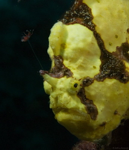 Bruce's ( Not in the hospitality business) Frogfish. 64 F... by John Roach 